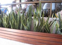 Kwikfynd Indoor Planting
robertsonsbeach