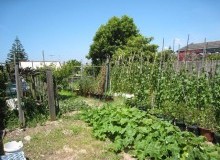 Kwikfynd Vegetable Gardens
robertsonsbeach